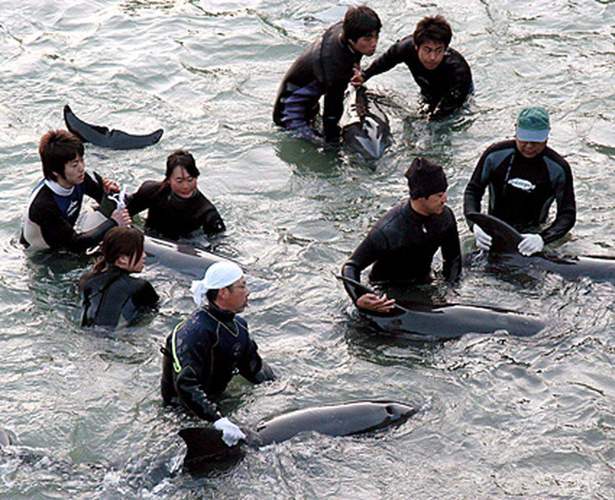 Bis heute wissen viele Japaner gar nicht, dass Delfinjagden an ihrer Küste stattfinden, da die Medien kaum darüber berichtet haben. Das ändert sich nun offenbar langsam.