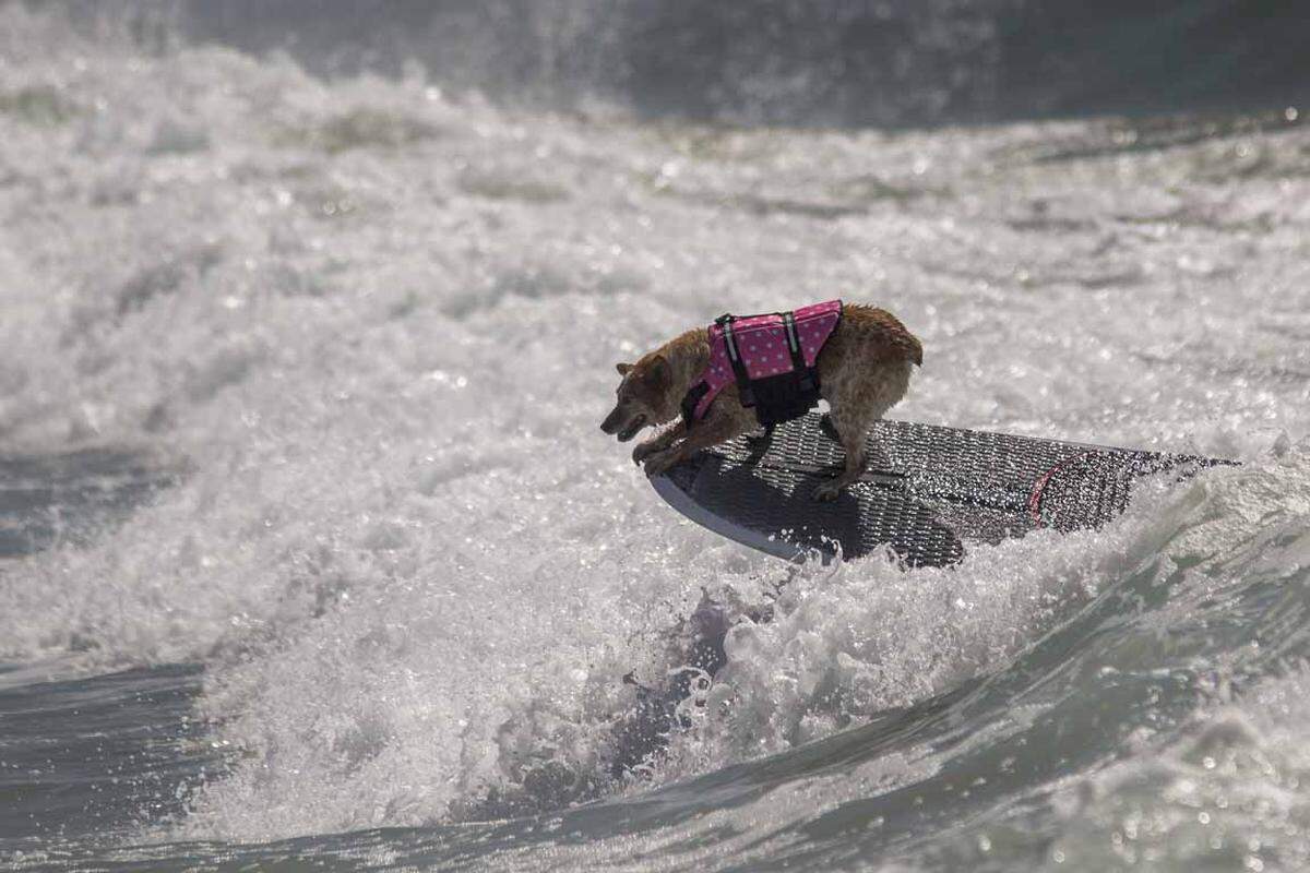 Dog Surfing Competition 2016