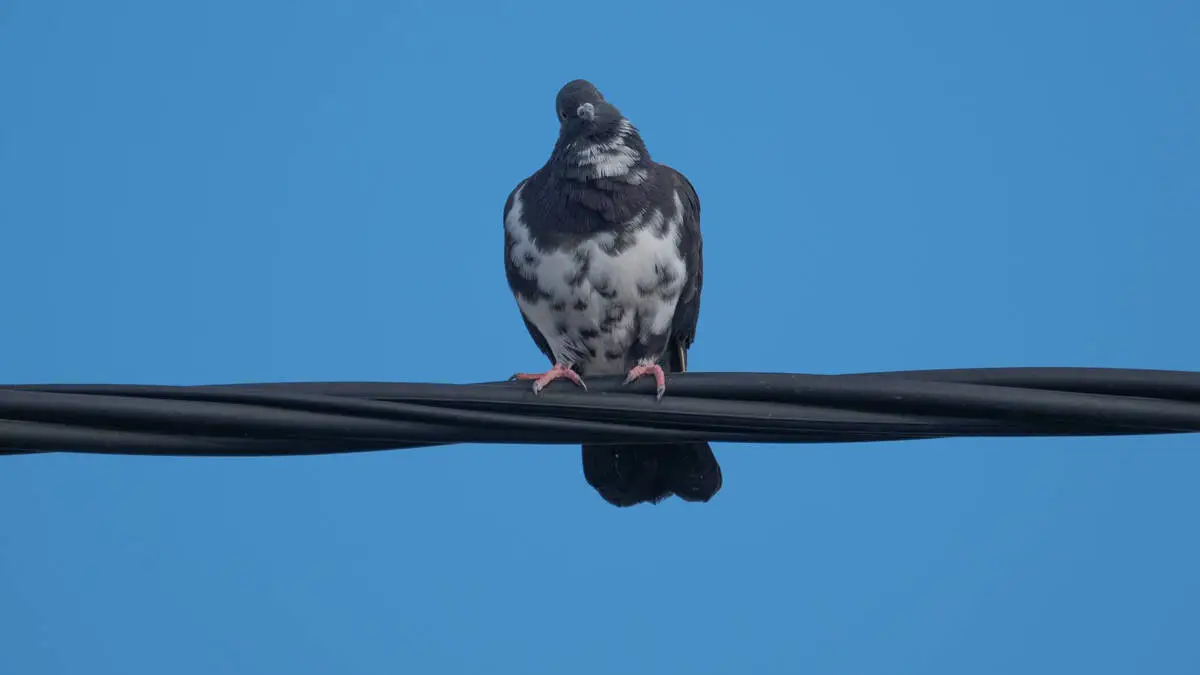 Dieser Energieaktie aus den USA trauen Experten bis zu 100 Prozent. . .