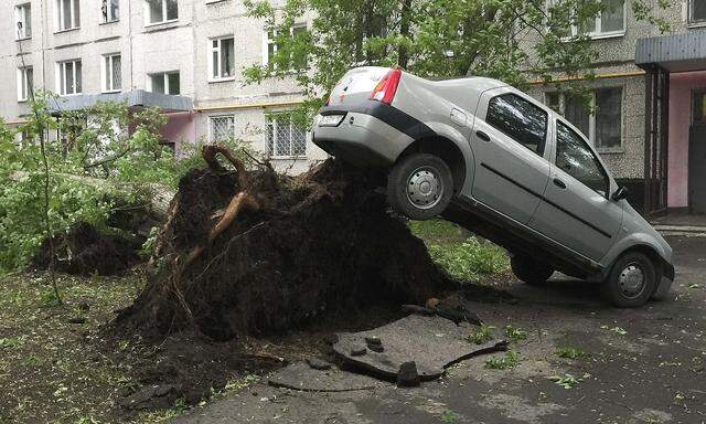 Ein entwurzelter Baum in Moskau