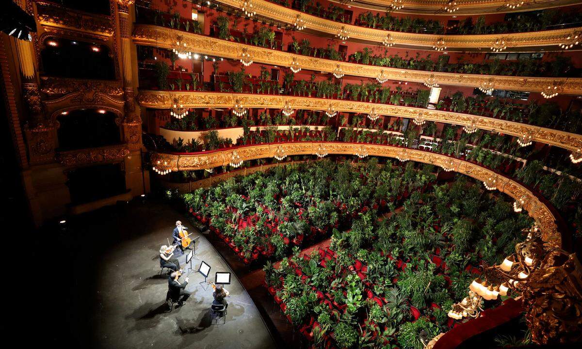 22. Juni. Viele Branchen litten massiv unter der Coronavirus-Pandemie. Auch die Kunst. Im Gran Teatre del Liceu in Barcelona spielte ein Quartett vor pflanzlichem Publikum.