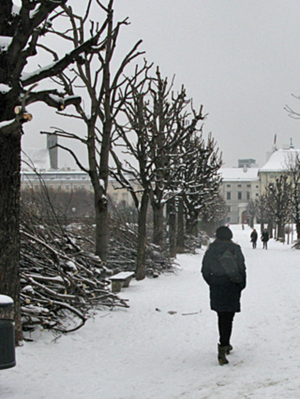 Am Heldenplatz die frisch geschnittenen und ein wenig angezuckerten Bäume.