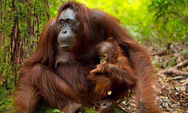 Orang-Utans leben in den Tiefland-Regenwäldern auf Borneo in Südostasien. In den Kronen der Urwaldriesen verbringen die Menschenaffen fast den ganzen Tag.
