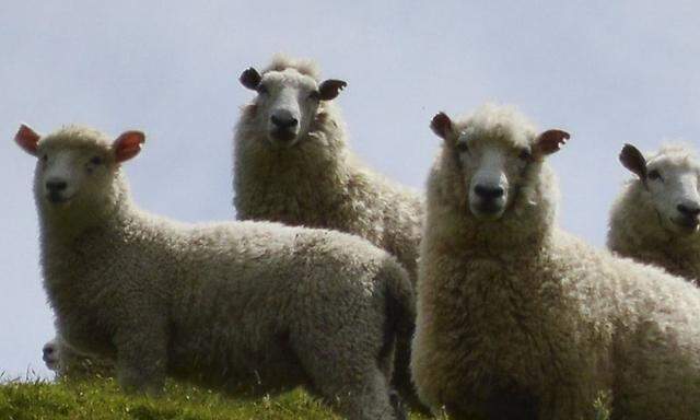 File photo of sheep on the property of a sheep farmer in New Zealand's Wairarapa region