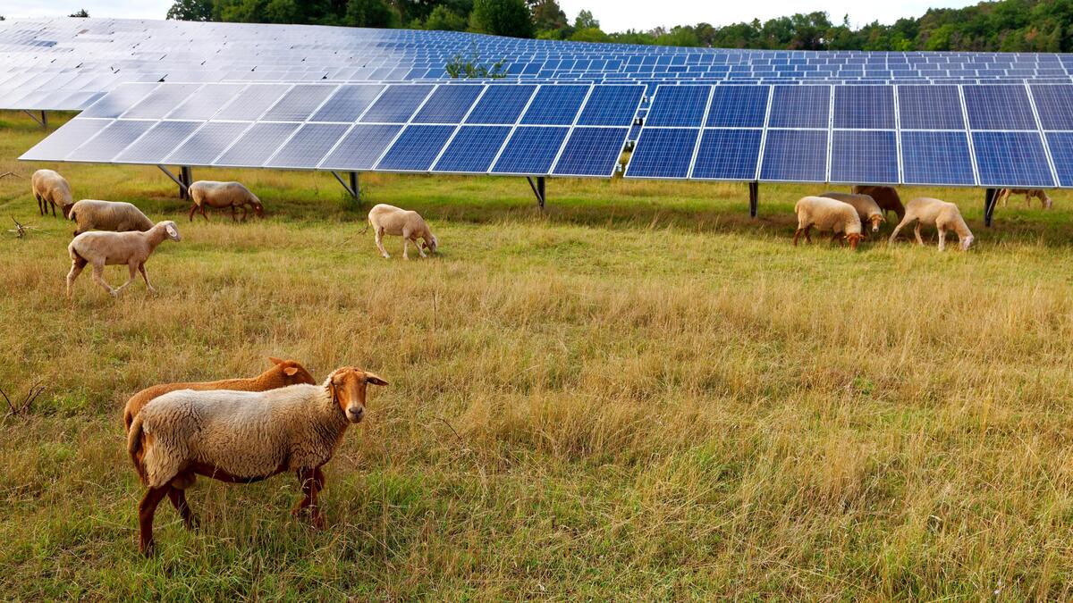 Solaranlagen am Dach werden nicht genügen, will Österreich seine Ausbauziele erreichen. 