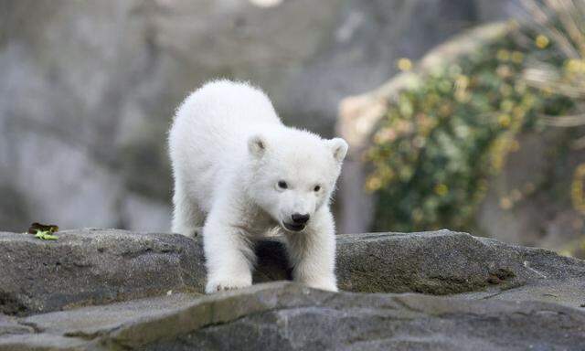 Der Eisbär sei putzig, aber gleichzeitig auch weit weg, sagt die Biologin. 