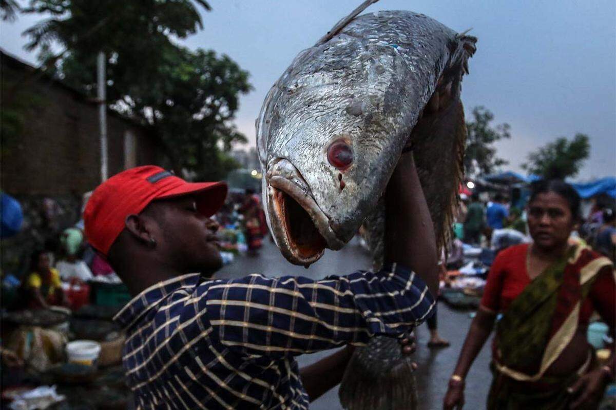 Und noch einmal Indien: Ein Fischer mit einem wahrhaft großen Fang in der Nähe von Mumbai. Indien ist derzeit der zweitgrößte "Fischproduzent" weltweit.