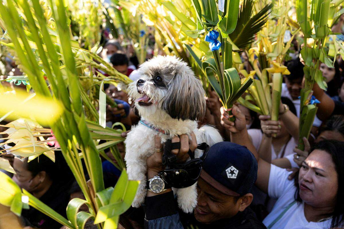 24. März. Ein Mann auf den Philippinen hält seinen Hund in die Höhe, um ihn während einer Messe am Palmsonntag segnen zu lassen.