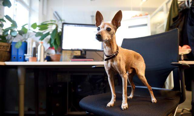 Nicht jeder Hund kommt mit zum Arbeitsplatz - wie hier Disco in die "Presse"-Redaktion. 