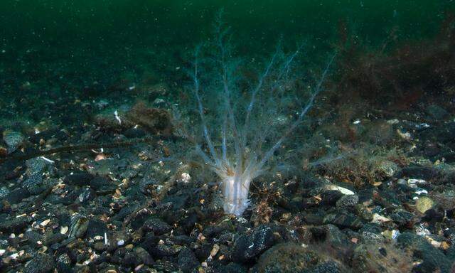 Die Seeanemone Nematostella vectensis hat kein Gehirn - aber ein Gedächtnis. 