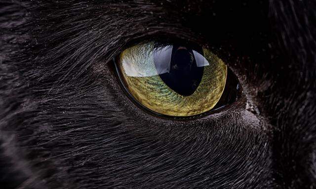 Eye of black cat 