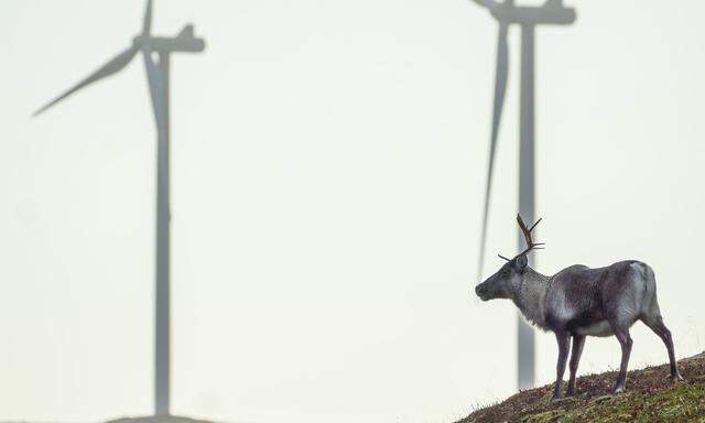 Rentiere stehen vor den umstrittenen Windkraftanlagen in Storheia.