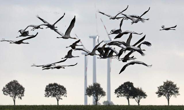 Nicht nur Zugvögel wie Kraniche sind bedroht, weil sie das Gewirbel nicht sehen. Das Anstreichen eines Rotorblatts hilft. 