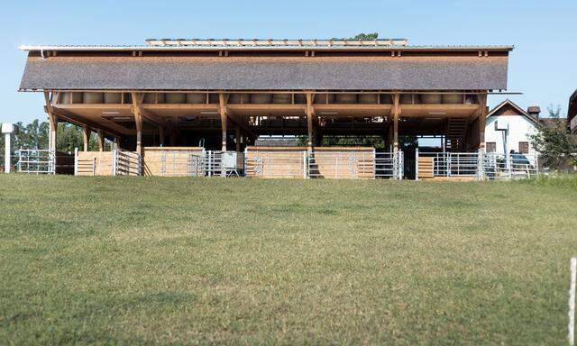 Schützt die Kühe trotz luftigen Aufbaus vor der Witterung: der Wagyū-Stall am Hausruck, geplant von dem in Wien ansässigen Architekten Herbert Schrattenecker. 