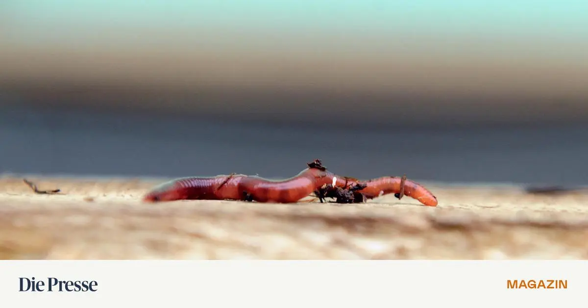 Der-Wurm-hat-keine-Ziele-Was-den-Fortschritt-der-Wissenschaft-bremst-premium-