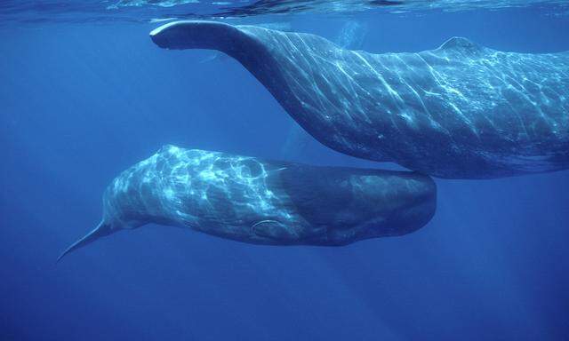 Die Ahnen aller Säuger – auch dieser Riesen – waren klein wie Mäuse und fraßen Insekten. Die Gene dafür haben selbst Wale noch.