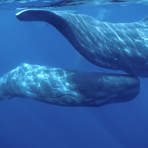 Die Ahnen aller Säuger – auch dieser Riesen – waren klein wie Mäuse und fraßen Insekten. Die Gene dafür haben selbst Wale noch.