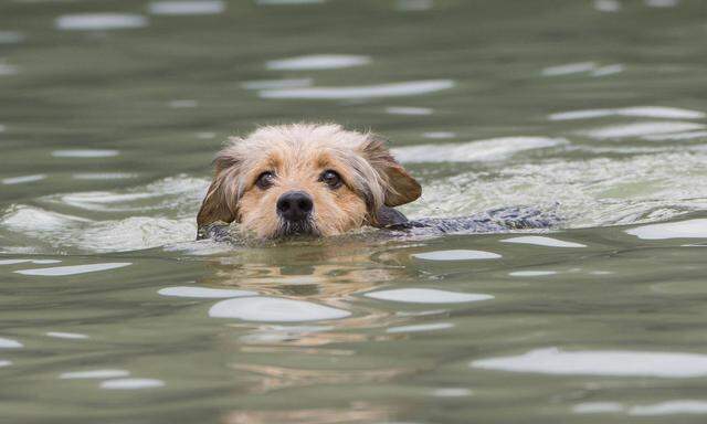Fast alle Säugetiere können schwimmen