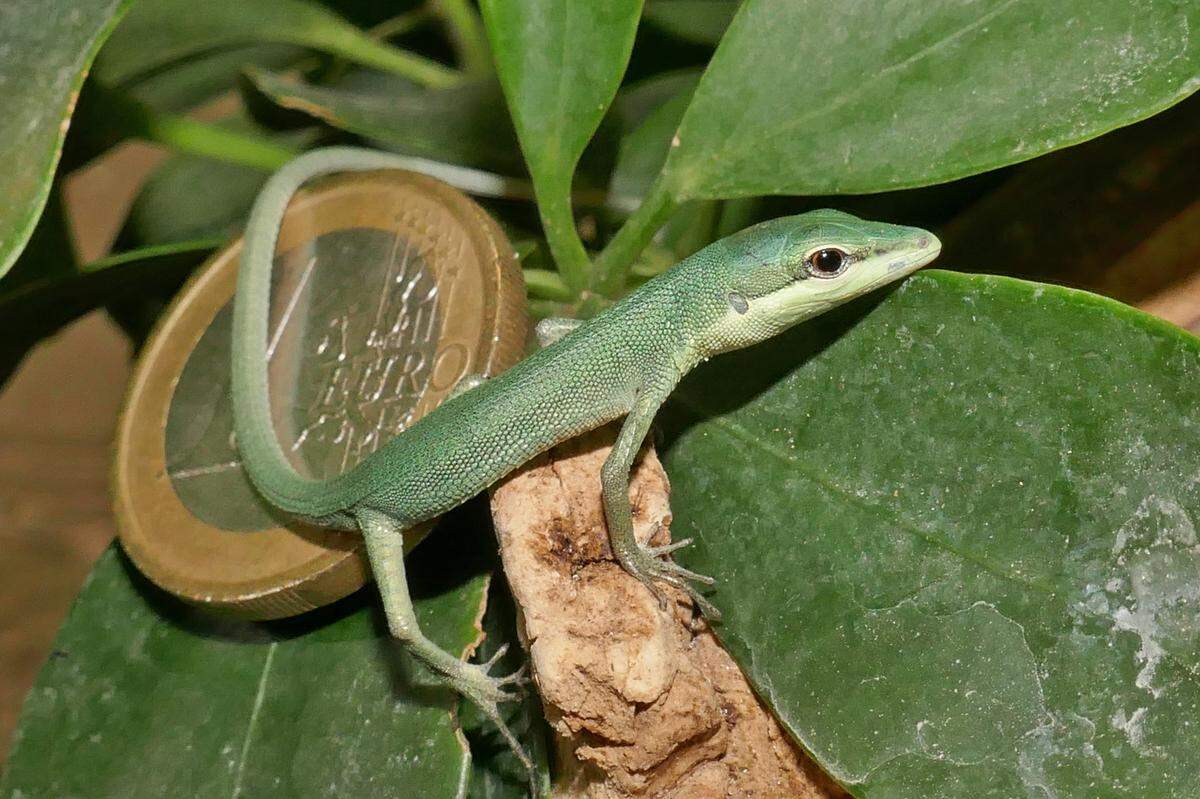 Die Echsen sind winzig, nur einige Zentimeter groß. Mittlerweile haben sie ihr Geburtsgewicht bereits um ein Vielfaches gesteigert und können ab sofort im Terrarium ihrer Eltern im siebenten Stock beobachtet werden.