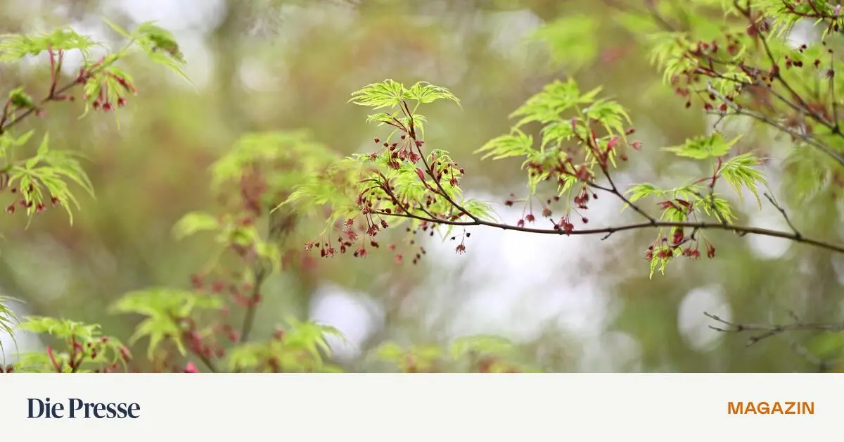 Unsichtbar-aber-unverzichtbar-Warum-die-Ahorn-Bl-te-so-wichtig-ist-premium-