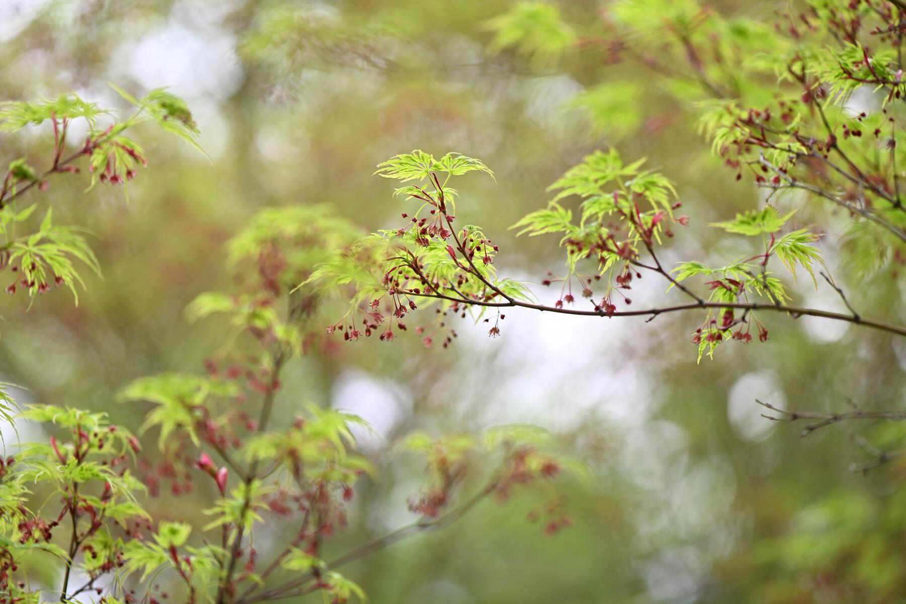 Unsichtbar, aber unverzichtbar: Warum die Ahorn-Blüte so wichtig ist  [premium]