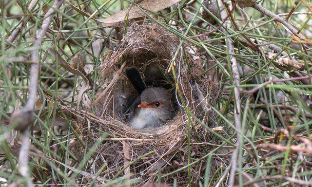 Vogelbabys werden bereits im Ei auf den Gesang der Mutter geprägt (Bild: Prachtstaffelschwanz-Weibchen).