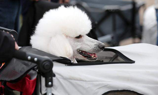 Rassehundeausstellung Erfurt 06 05 17 Erfurt Messehalle Rassehundeausstellung im Bild Pudel im