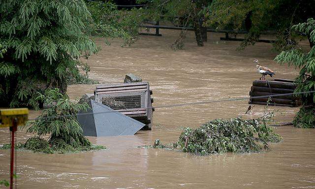 Der Eifelzoo in Lünebach wurde durch Unwetter schwer in Mitleidenschaft gezogen.