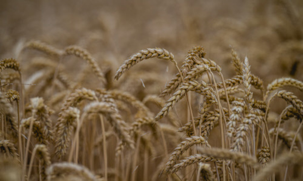 Getreide ist plötzlich ein knappes Gut.