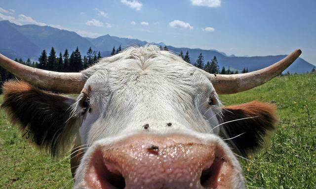 Close-up of the nose of a brown and white bull in a field
