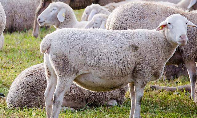 Symbolbild. Aus dem Tierpark Neukölln verschwanden zwei Schafe, nur eines überlebte.