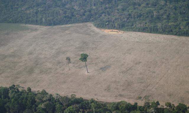 Im Amazonas werden riesige Flächen abgeholzt. 