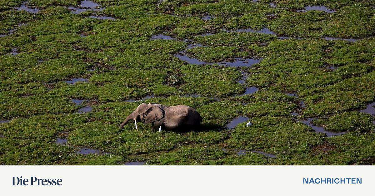 deutscher jäger erschießt in simbabwe legendären elefanten diepresse com