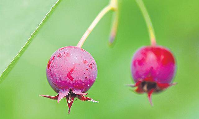 Die kleinen Früchte der Felsenbirnen sind bald für die Ernte bereit.