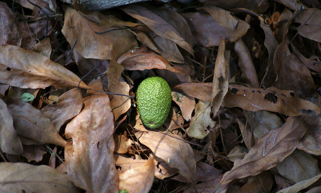 In den Anbauländern hat es Rekordernten gegeben.