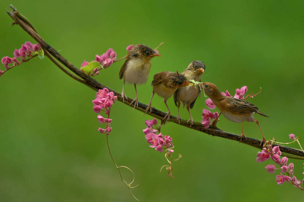 Eine (hungrige) Vogelfamilie fotografierte ein indonesischer Nutzer.