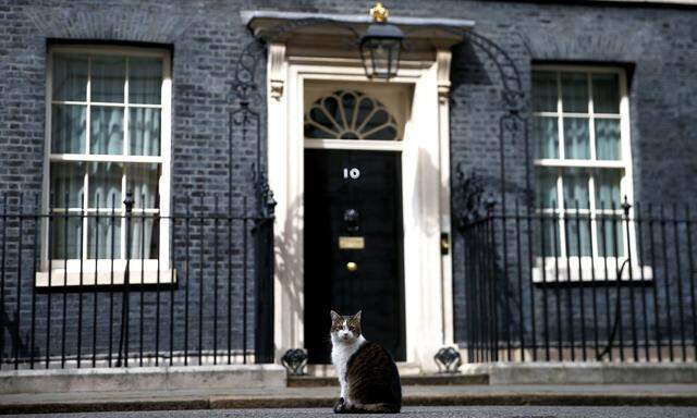 Mit Sicherheit nicht Larry, „Chief  Mouser“ in der Downing Street 10. Wer Theresa May als Premier beerben darf, wird im Juli feststehen. Larrys Posten bleibt von den Personalrochaden aber unberührt.