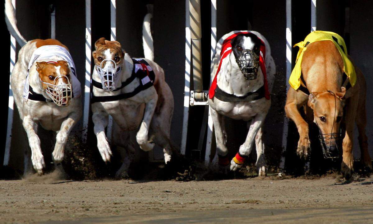 Hunderennen in Ungarn