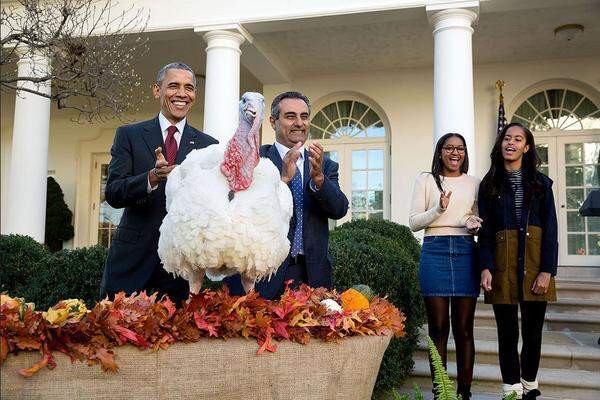 Es war der vorletzte Truthahn den Barack Obama zu Thanksgiving begnadigte. Der Vogel Abe wurde zum Feiertagsessen nicht verspeist. Tausende andere Tiere mussten im November 2015 trotzdem daran glauben.