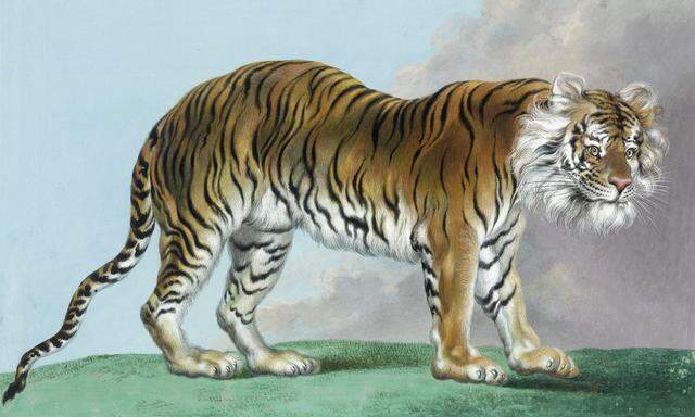 Dieses Aquarell eines bengalischen Tigers im Tiergarten Schönbrunn – geschaffen von Hofbotanikmaler Matthias Schmutzer um 1799 – ist das Objekt des Monats Mai bei der Jubiläumsausstellung der Österreichischen Nationalbibliothek.