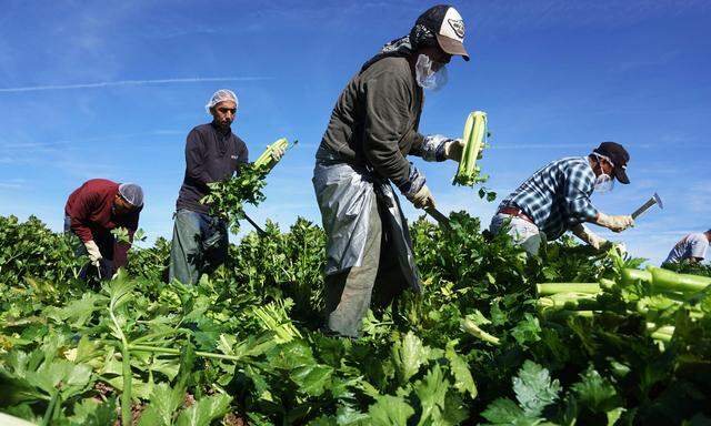 Die US-Landwirtschaft (wie hier in Kalifornien) ist stark von den Billiglöhnen illegaler Einwanderer abhängig.