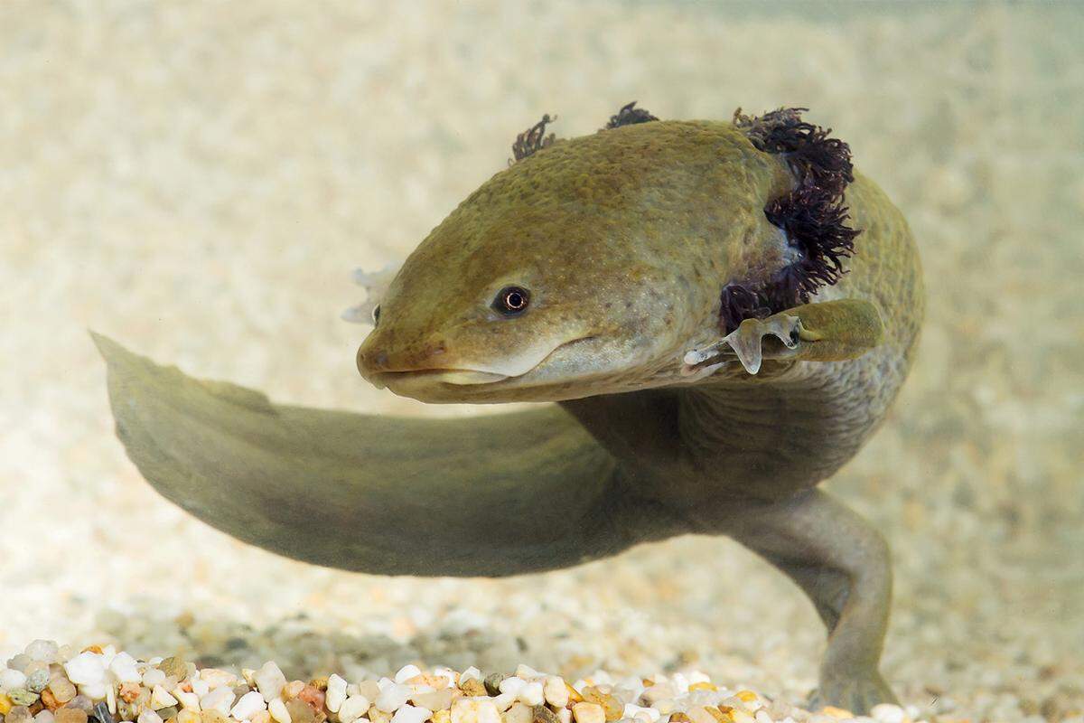 Zum Glück gab es daneben ein Kloster, in dem Nonnen die Amphibien züchteten, um daraus Hustensaft herzustellen. Sie haben den ersten Zucht-Leitfaden verfasst. Heute gebe es den Molch weltweit nur in Schönbrunn und bei Peter Praschag von der Turtle Island-Organisation in Graz.