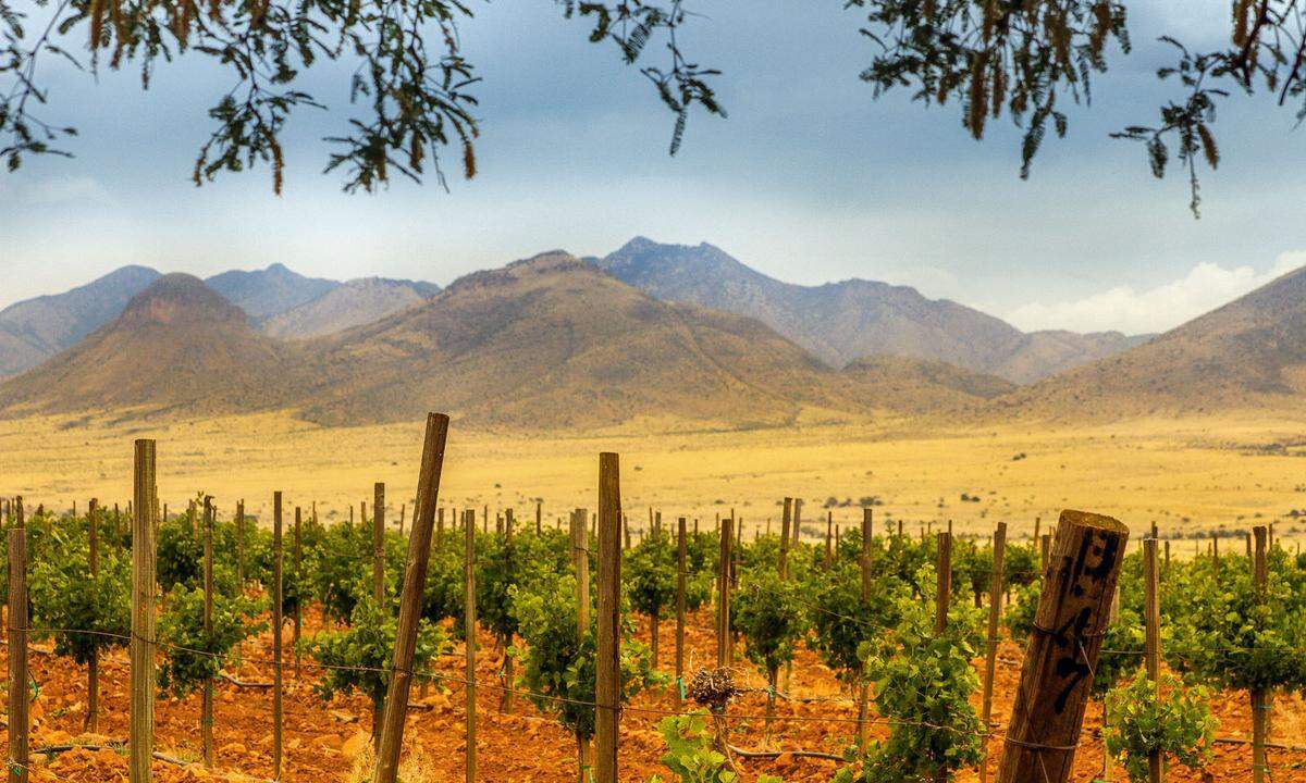 Arizona ist nicht der erste US-Bundesstaat, an den Vinophile denken, wo doch vor allem Kandelaberkakteen, Canyons und wüstenhafte Wildwestkulisse das Bild prägen. Großes Aber: In Arizona befindet sich auch eine der besten Weinregionen der USA. Groß sind die Weingüter im Verde Valley, wo der Wine Trail des Verde Valley Wine Consortium an die 25 Betriebe verbindet. Der Besucher kostet sich hier quer durch viele Bariquekeller und Tasting Rooms. Vor allem zwischen Jerome und Sedona ist die Dichte an Weingütern hoch. Abstecher lohnen sich für Weinlieb­haber auch zu den anderen Wine Trails, etwa rund um Sonoita sowie in der Weinregion ­Willcox (mitten in der Sonora-Wüste) und nach Scottsdale nordöstlich von Phoenix. Vielleicht ist der Wein nicht der erste Trigger für den ­Arizona-Trip – die meisten kommen der Natur wegen –, aber wenn man einmal da ist, gehört er zu den größten Entdeckungen. Arizona-Infos: www.arizonaguide.com