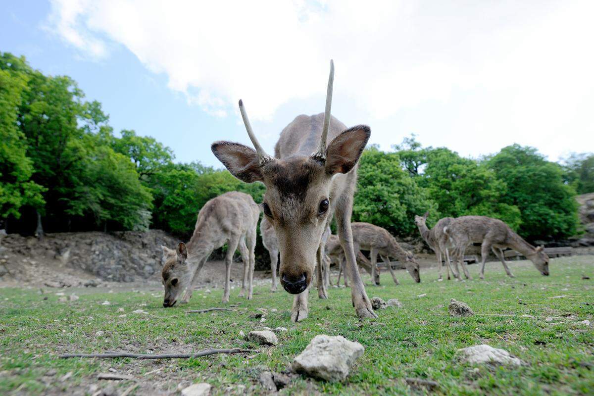 Ganz ohne Zaun: Beim Spaziergang durch den Wildpark kommt man den Sikahirschen ganz nahe. Die Tiere sind zwar etwas scheu, posieren aber geduldig für Fotos. Und lassen sich mitunter sogar streicheln.