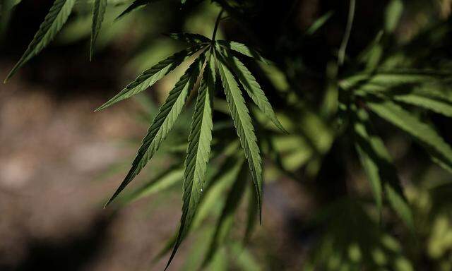 FILE PHOTO: Leaves of a Carmagnola hemp strain plant at a medical cannabis plantation in Trikala