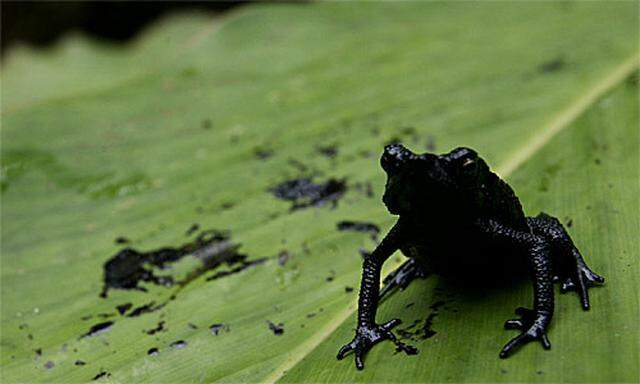 Regenwaldfrosch, schwarz vor Öl