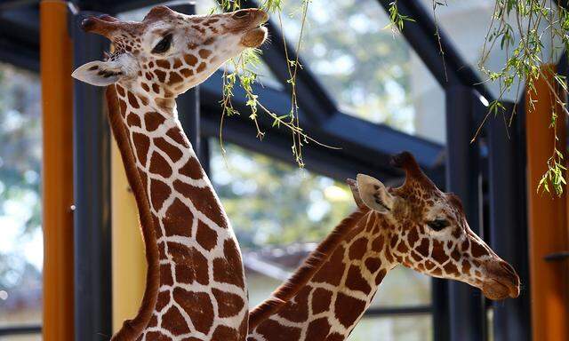 Die beiden Giraffenweibchen im neu eröffneten Wintergarten des Giraffenparks.