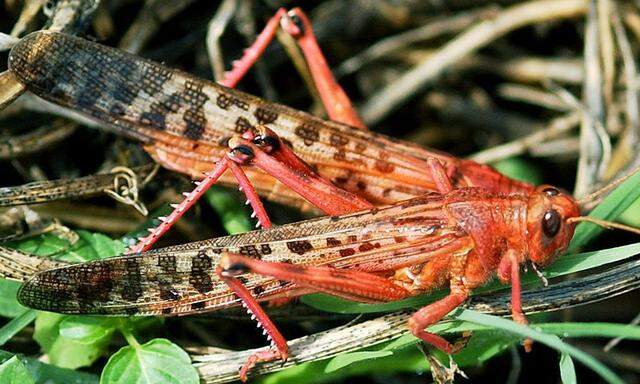 Unter normalen Verhältnissen sind Heuschrecken Einzelgänger. Bei großem Futtermangel nehmen sie eine rote Farbe an und gehen in Schwärmen auf Wanderschaft.