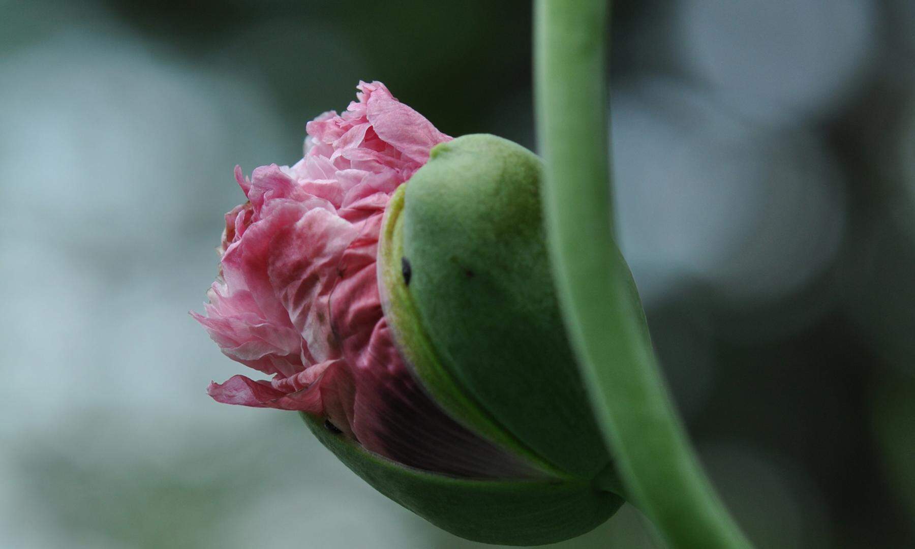 Warum macht Mohn müde?