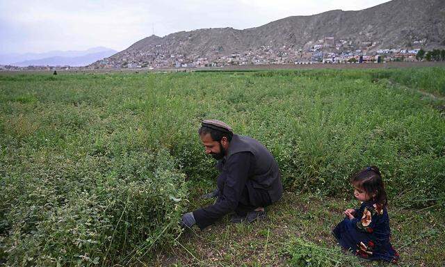 Ein Mann und ein Mädchen auf einem Feld nahe Kabul.